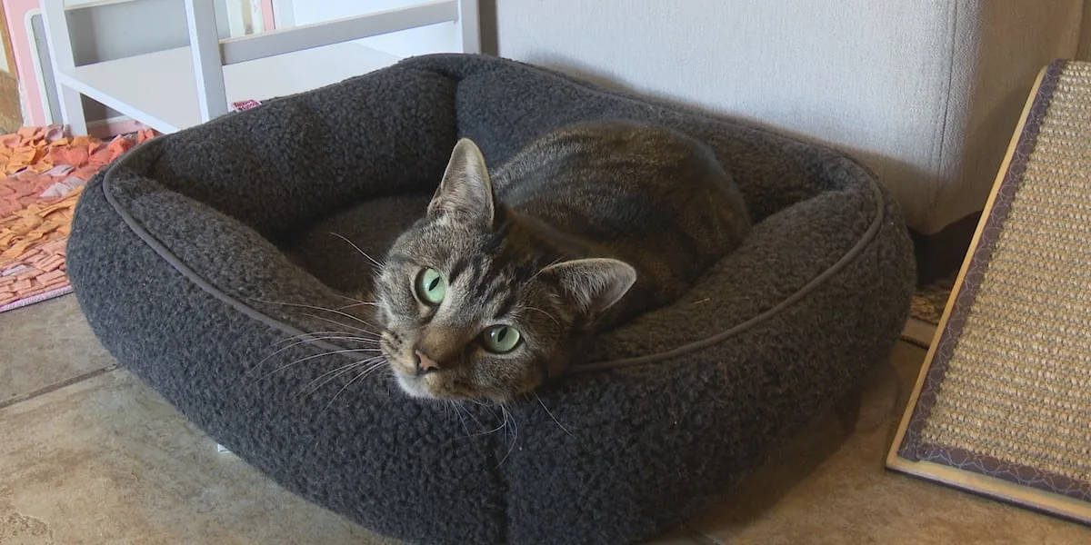Local kitten rescue faces deadly virus outbreak