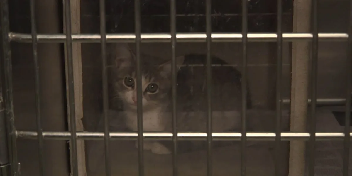 Laredo animal shelters hosting adoption opportunities this week