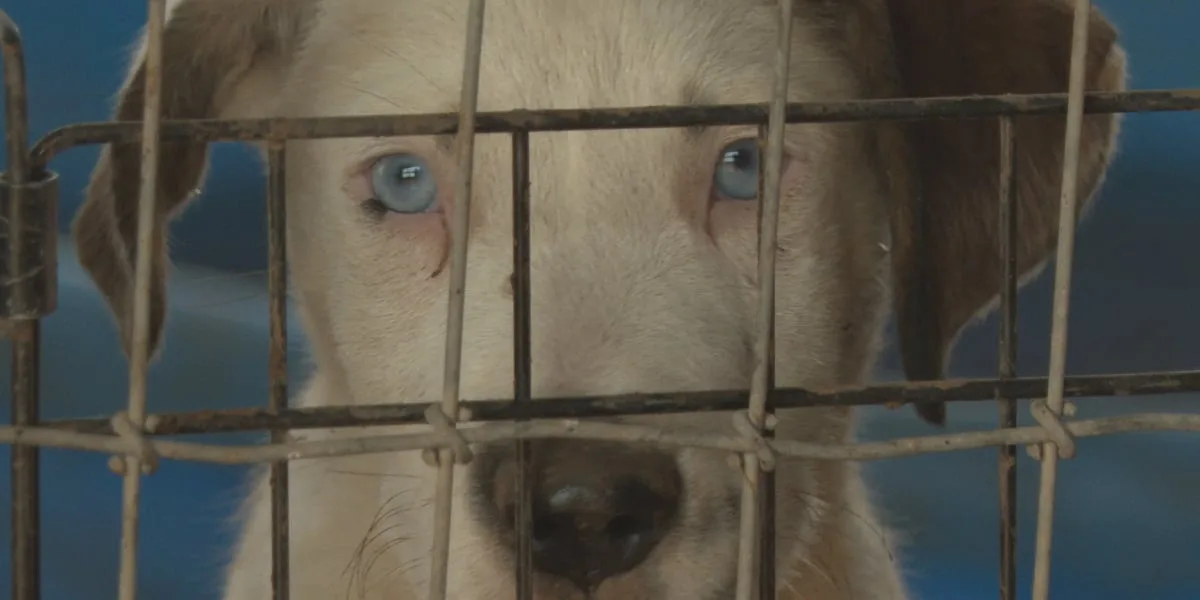 Midland County woman takes in 18 stray puppies after discovering neighborhood overpopulation problem