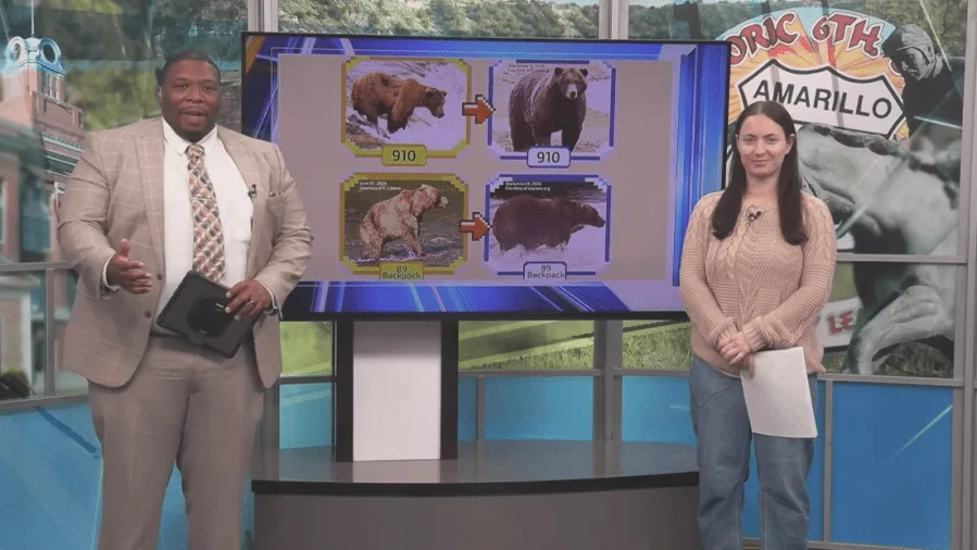 Fat Bear Week with Today In Amarillo