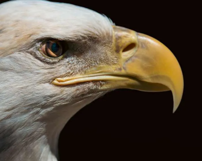 Porter man sentenced to prison for killing bald eagle