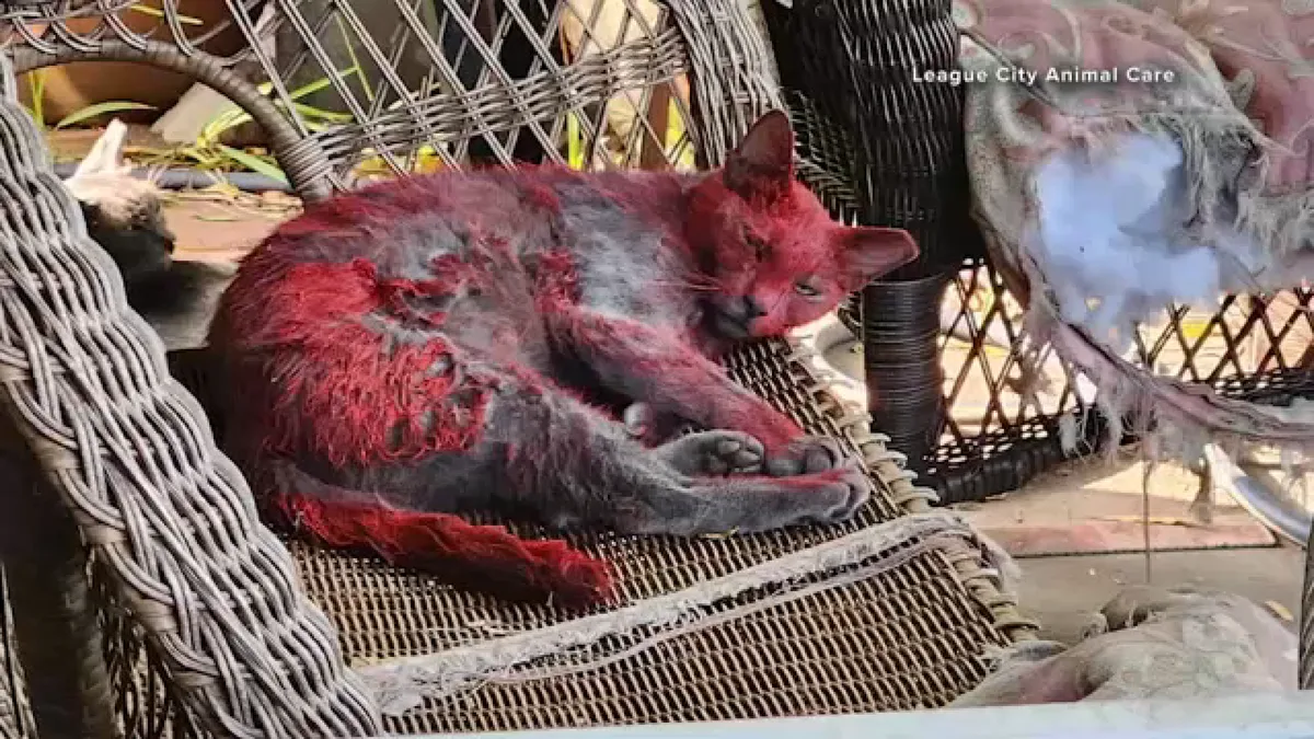 League City Animal Care seeking public's help for information on cat appeared to be painted red