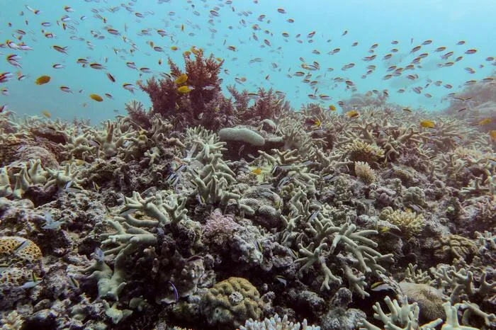 Almost all coral reef ecosystems face risk of collapse in 50 years, study warns
