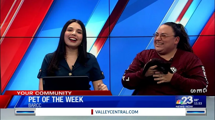 Pet of the week: Bernard the kitten