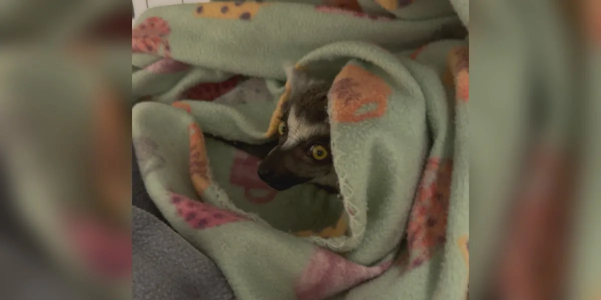 Central Texas Lemur Rescue asking the community for help after rescuing severely injured ringtail lemur