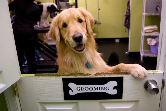 Humble Animal Shelter reaches no-kill milestone after saving 94% of pets
