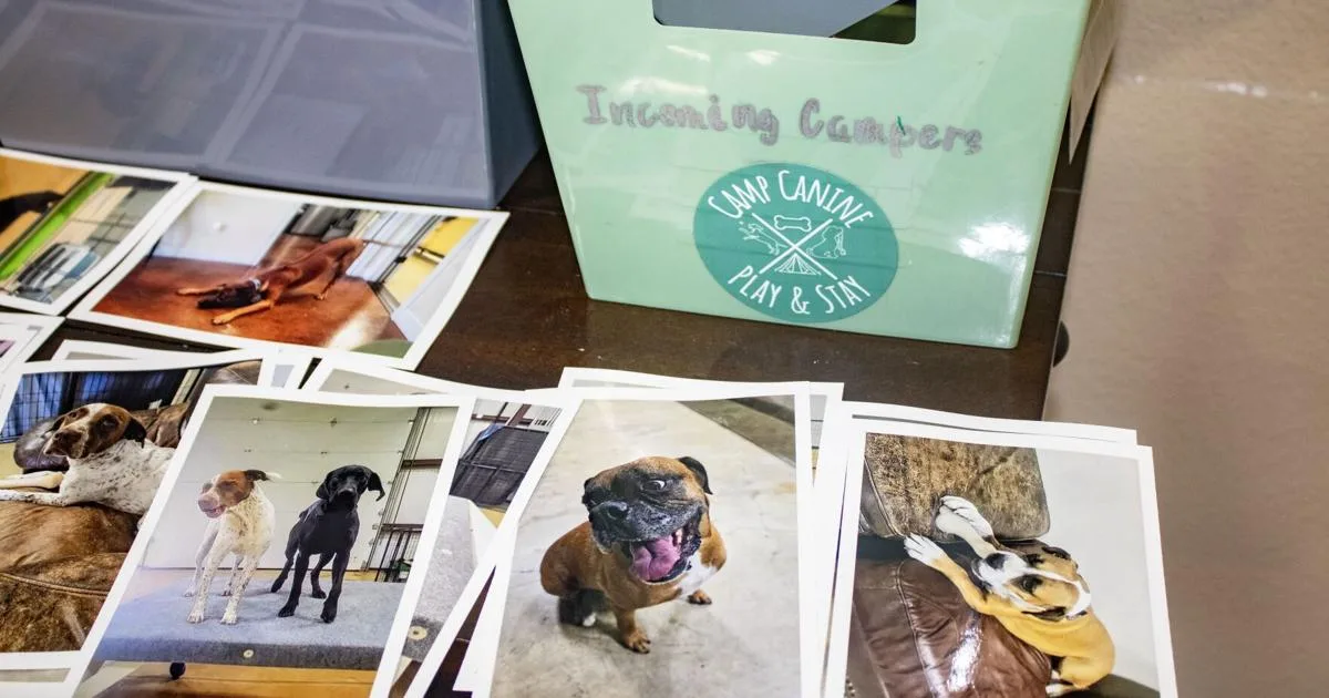 New Braunfels dog daycare faces online backlash after California tragedy