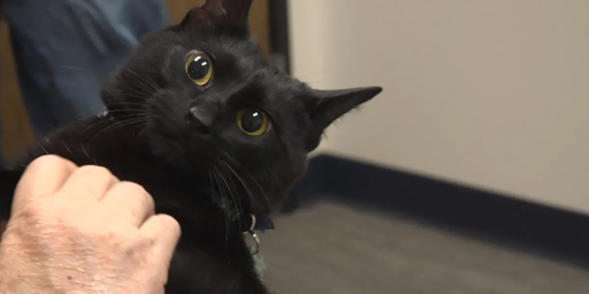 Mobile vet service brings vaccinations to pet owners' doors