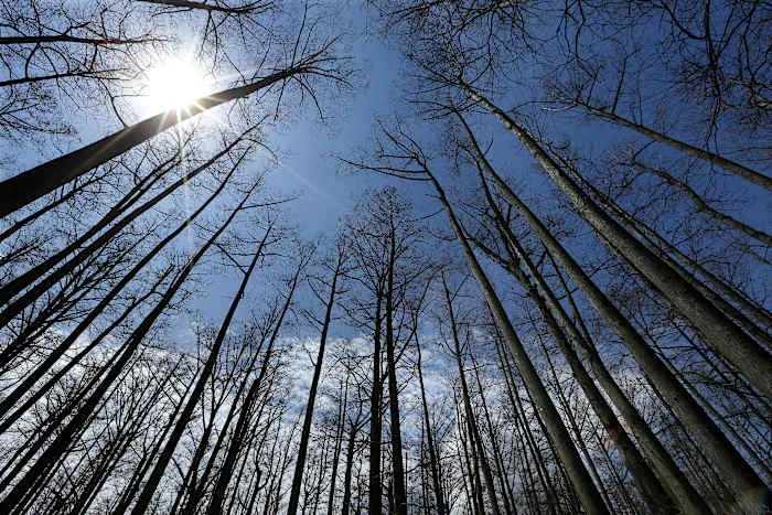 US Forest Service closing 23 research facilities as part of reorganization under Trump