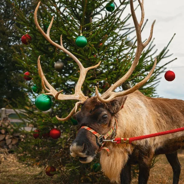Gather in the Bluegrass This Holiday Season