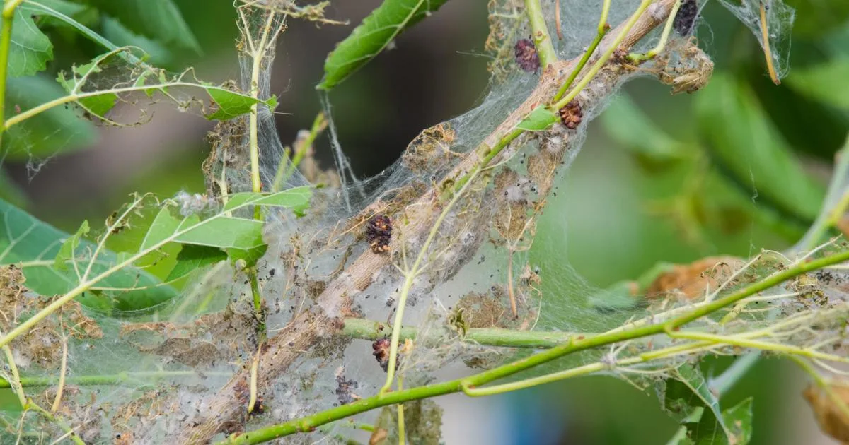 Fall webworms bring an early Halloween look to Fredericksburg