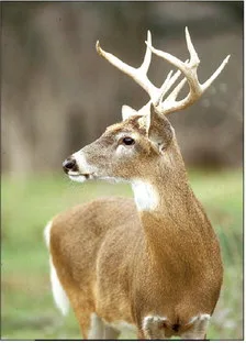 Good harvest expected for white-tailed deer