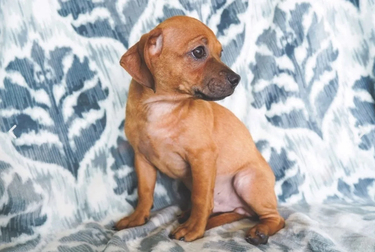 San Antonio nonprofit SNIPSA hosting puppy and kitten speed-dating event Saturday