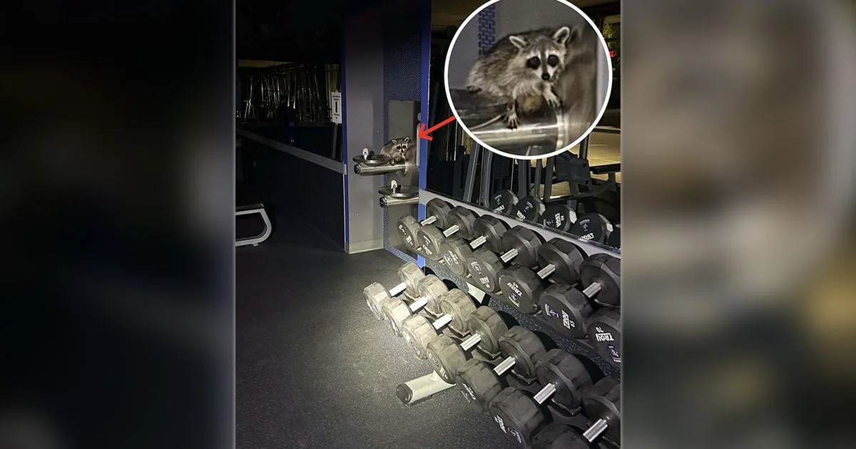 Raccoon breaks into Williamson County Sheriff's Office training center