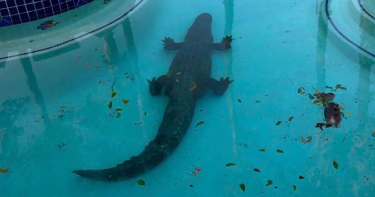 Large alligator with 'old bullet hole' found lounging in Texas pool