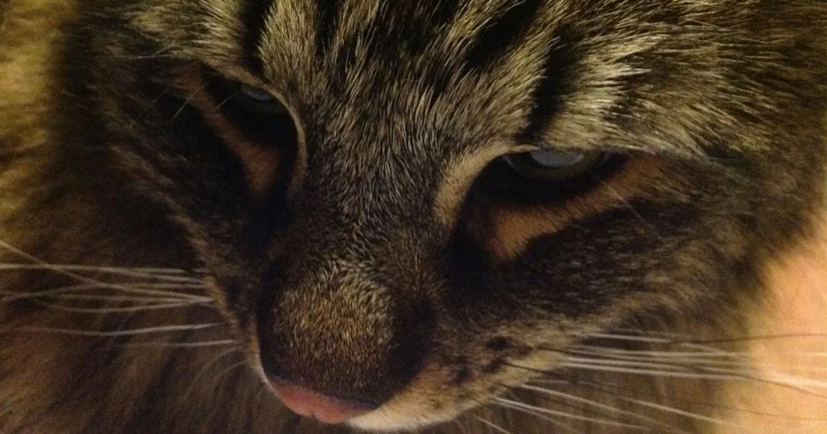 New Braunfels temporarily suspends TNR program after cat tests positive for rabies