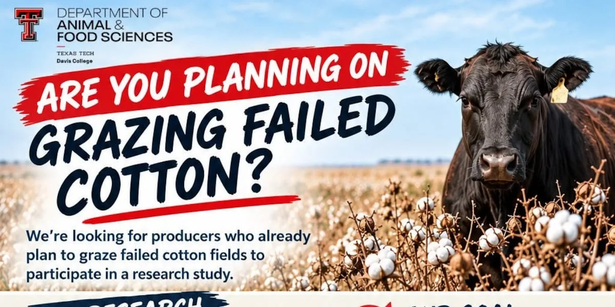 Texas Tech seeks producers for study about grazing on failed cotton fields