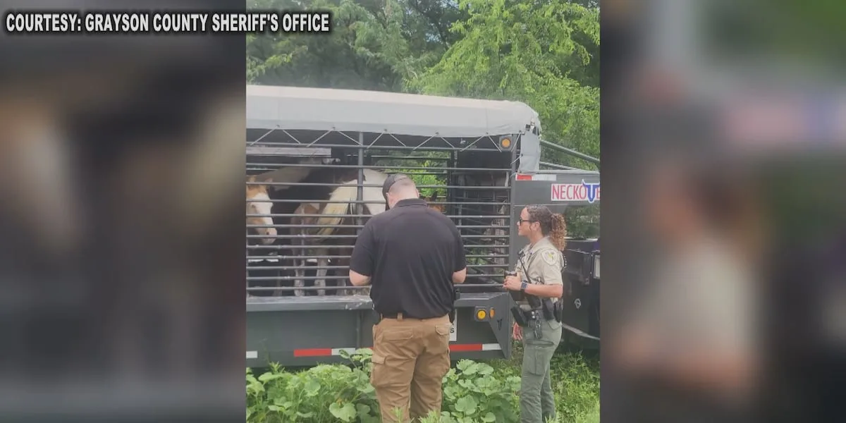 Horse cruelty case costs Grayson County over $50,000