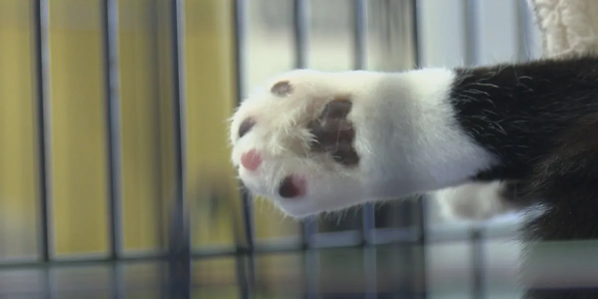 Cat declawing: Vet explains risks, alternatives, growing trend away from the 'ten-finger amputation'