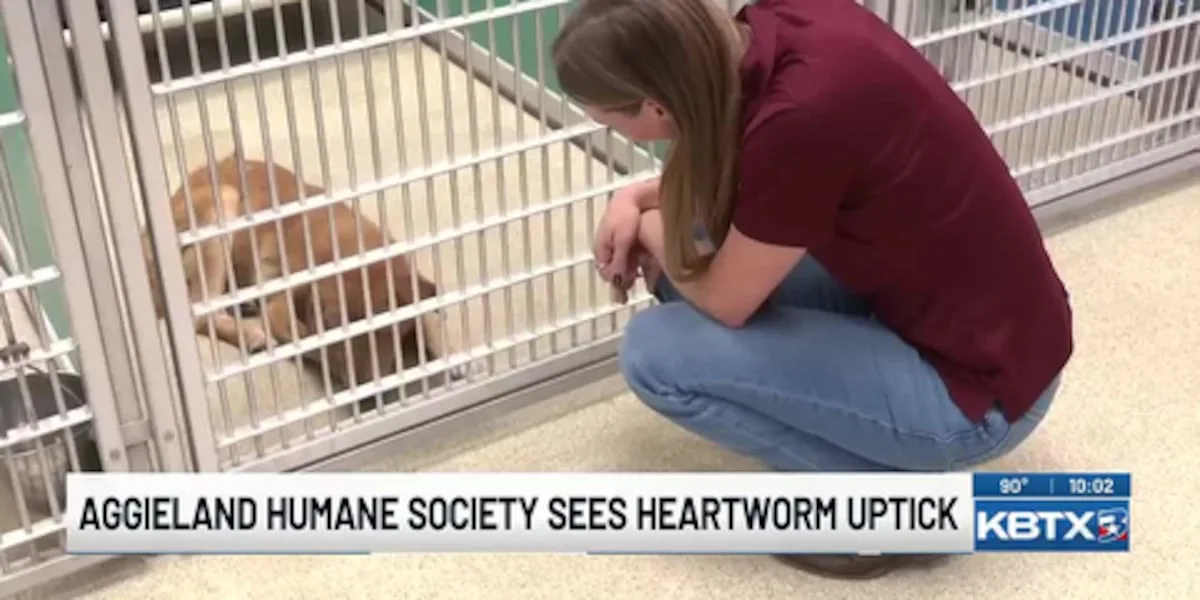 Aggieland Humane Society seeking donations following wave of Heartworm positives