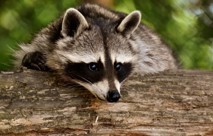 Stop feeding the raccoons - Galveston Seawall visitors warned after multiple bites reported