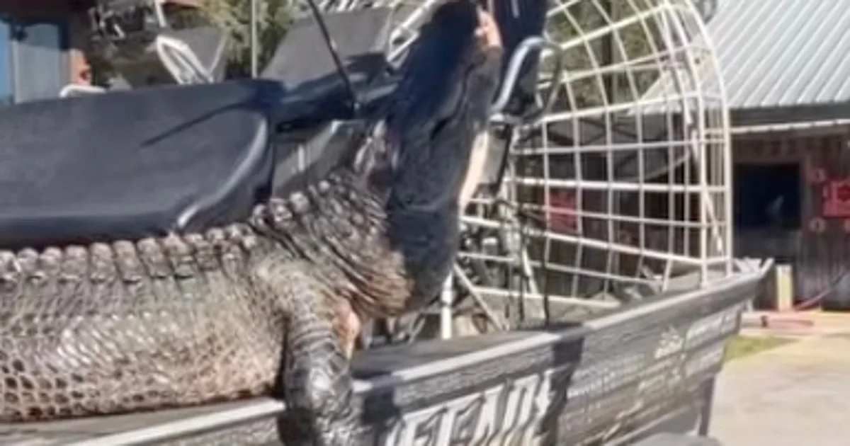 844-pound alligator named 'Snaggletooth' killed after years-long hunt