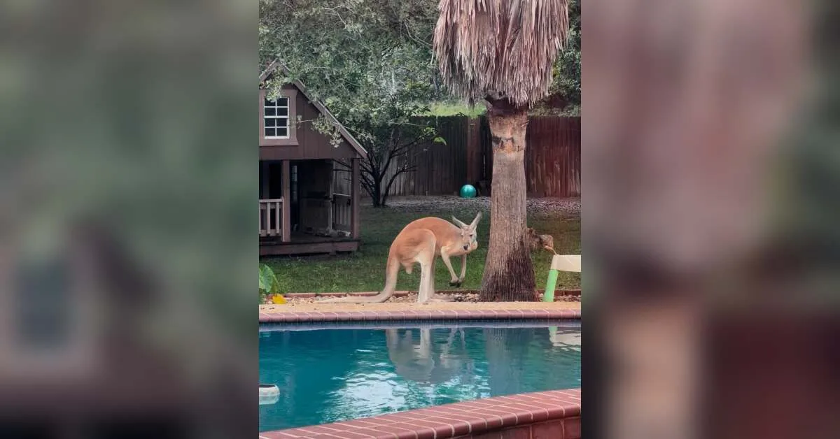 Search continues for 'Peanut,' kangaroo missing in Wilson County