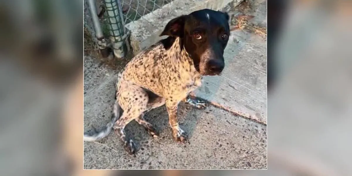 Laredo City Council votes to strengthen animal ordinance
