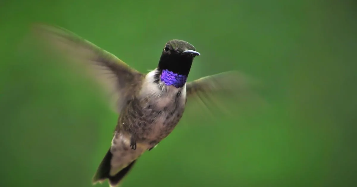 Greg Shrader: Taking pleasure in the existence of hummingbirds