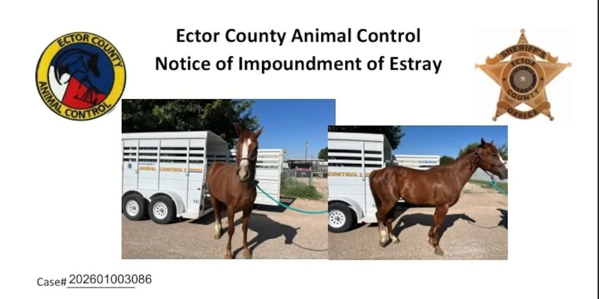 Ector County Sheriff's Office looking for owner of lost horse