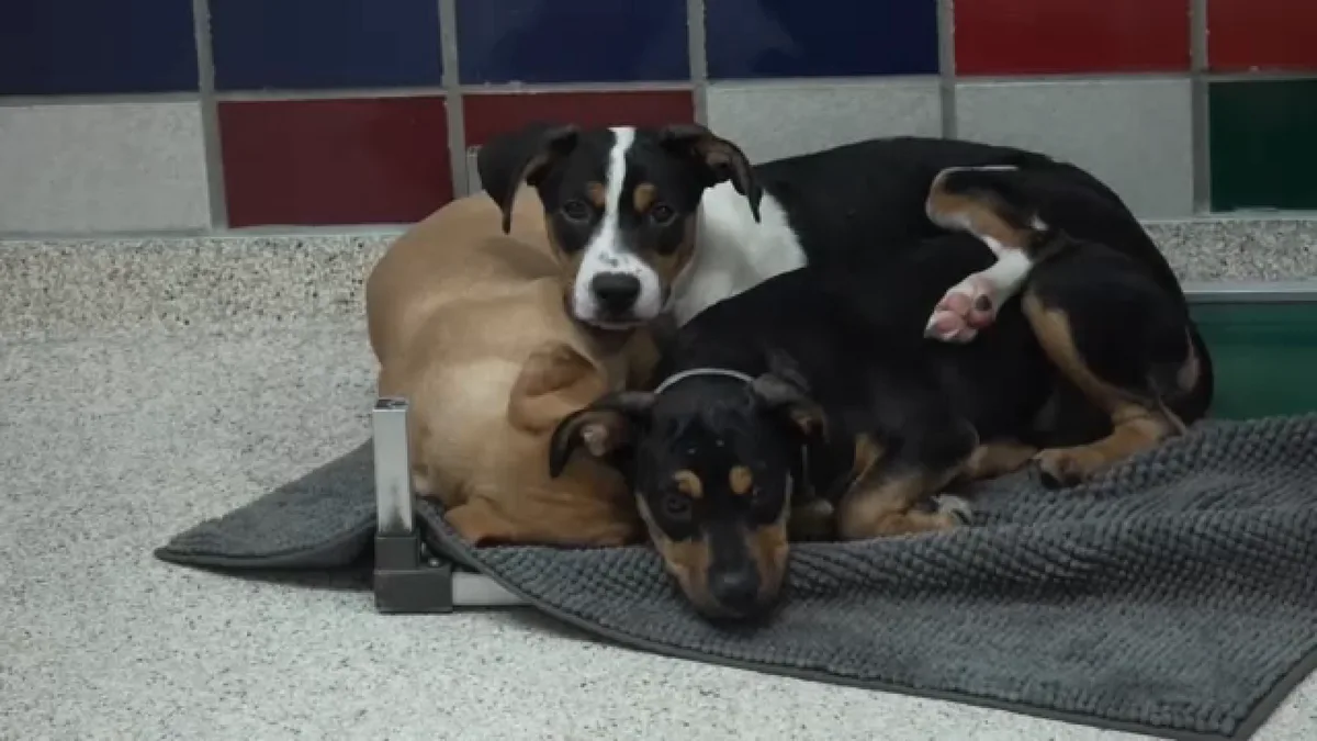 Texas pet adoptions on hold due to screwworm concerns
