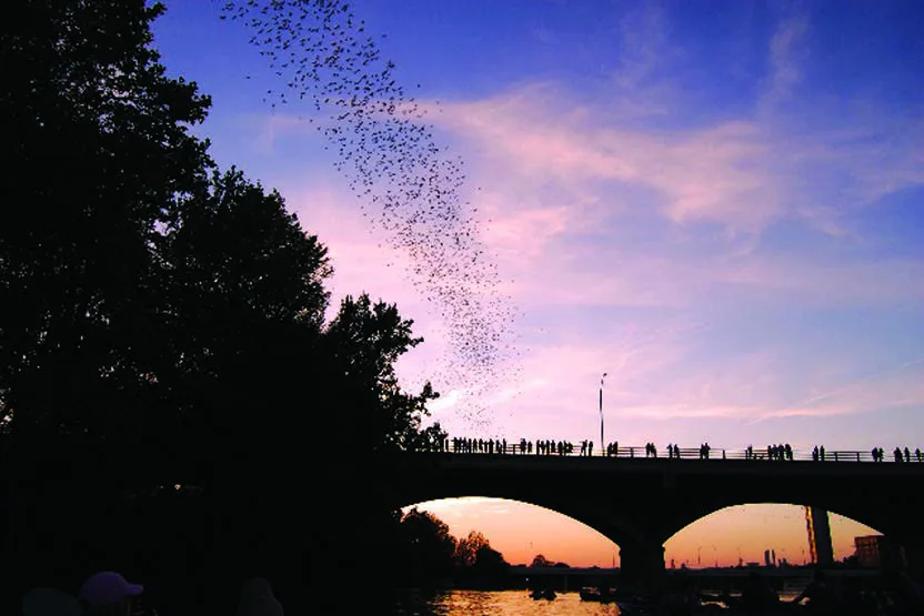 Deep in the Heart of Bat-ness: Austin's Favorite Spooky Sunset Tradition