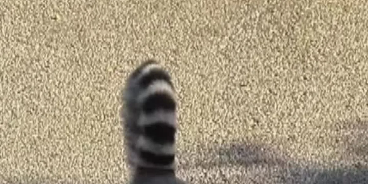 Madagascar or Belton? Police detain a lemur on the loose