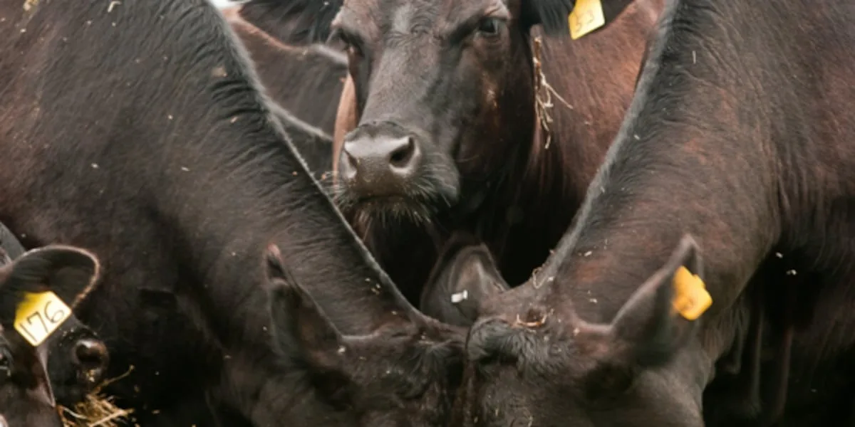 USDA Rural Development Announces Loan Guarantee for New Beef Processing Facility in Dimmitt, Texas