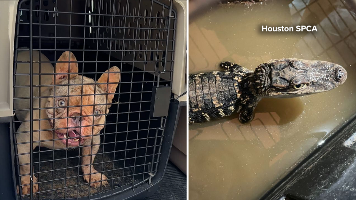 19 animals rescued from Cypress-area garage, including alligator, puppies, turtle, Houston SPCA says