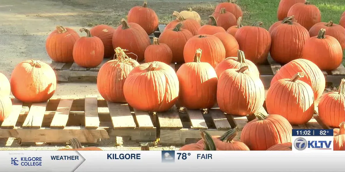 East Texas pumpkin producers dealing with increased costs
