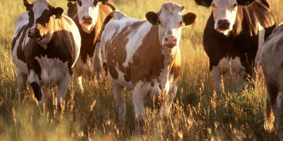 Texas ranchers react to beef import deal designed to bring down prices