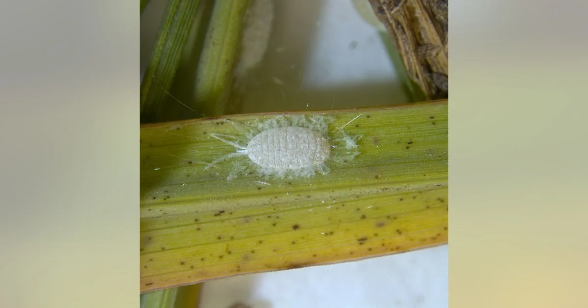 Invasive pasture mealybug spreads to 70 Texas counties, threatening hayfields and pastures, report says