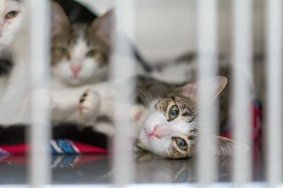 City of Amarillo release Clear the Shelters results, totaling over 200 adoptions