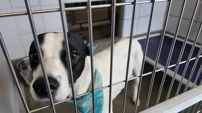 Animal Care Services says shelter over capacity with 550+ animals, urges community to adopt or foster
