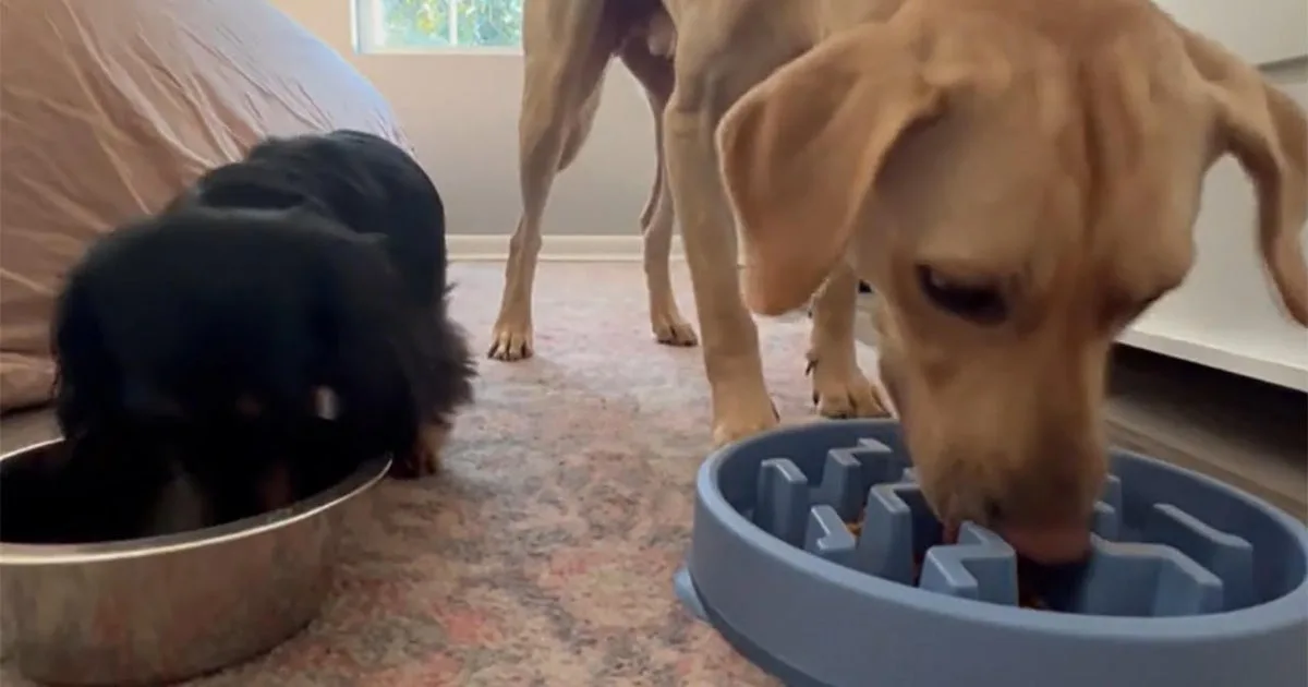 How pet food inflation is hitting owners in their wallets