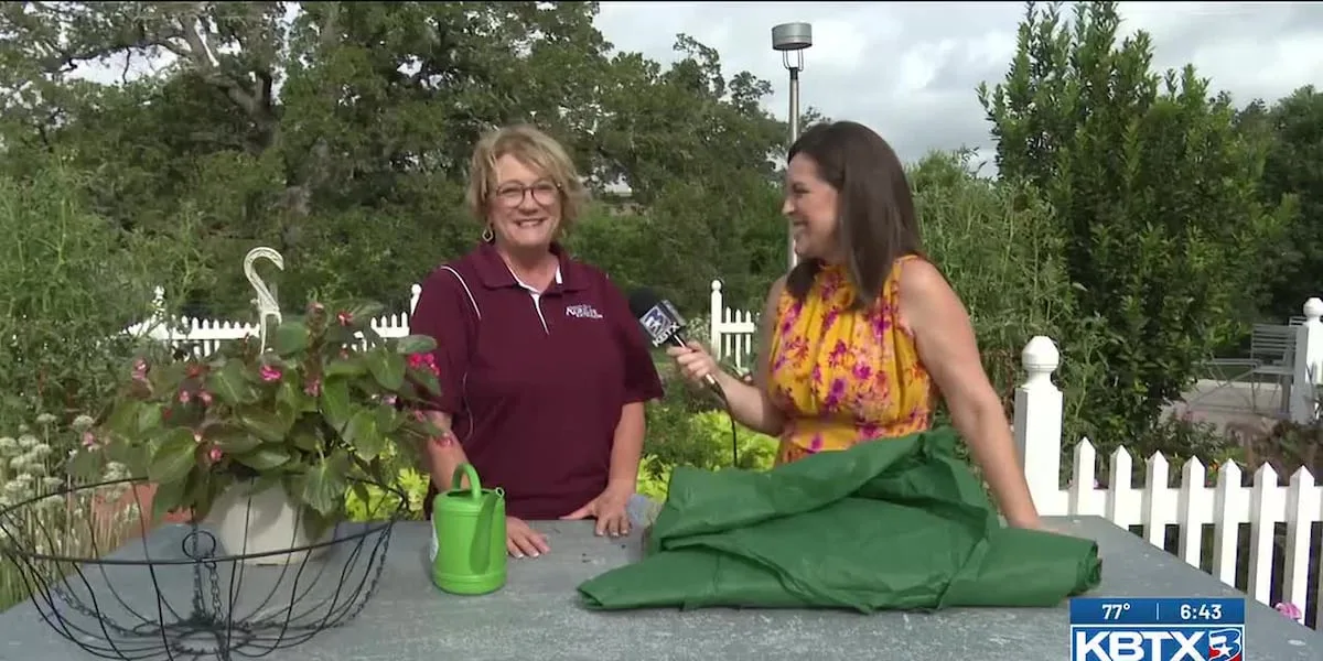 Weekend Gardener: 'CPR' tips for summer plant care