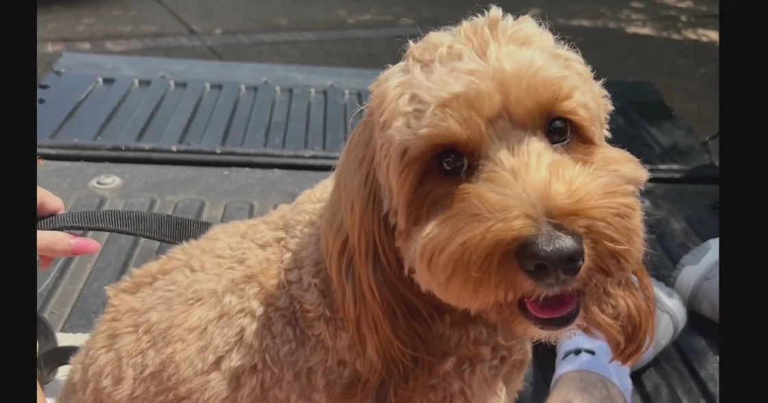 Lewisville pet boarder charged after Goldendoodle dies under her care