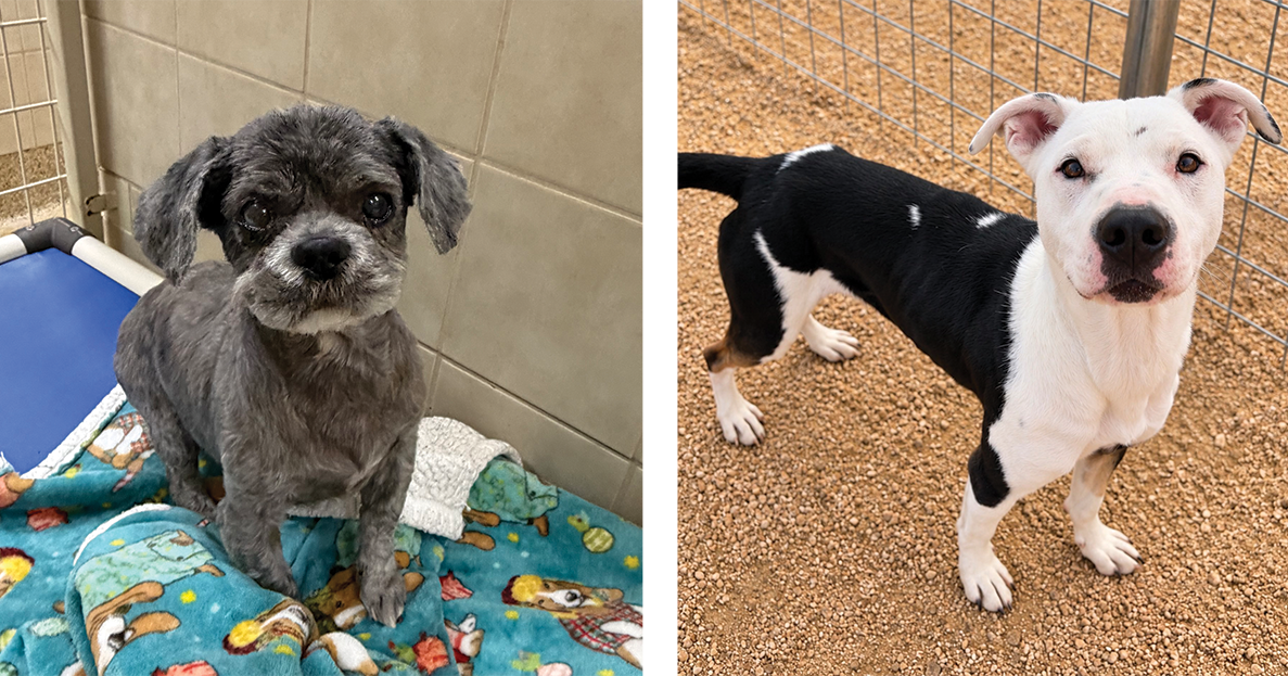 Pets of the Week - October 28, 2026