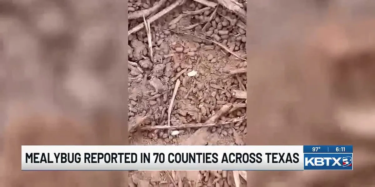 Pasture mealybug spreads fast across Texas, wiping out hay fields