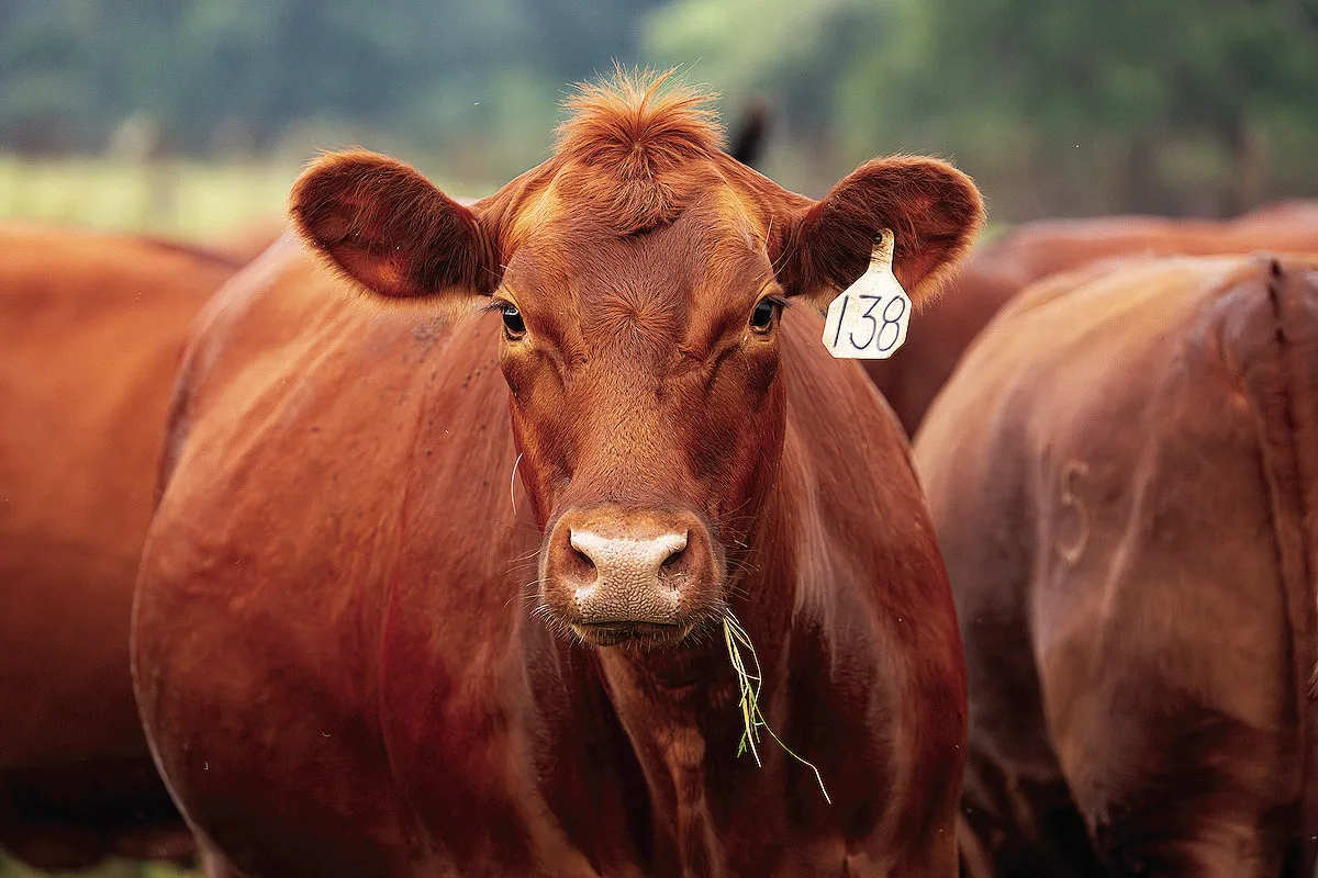 AgriLife Extension offers screwworm field guide for cattle