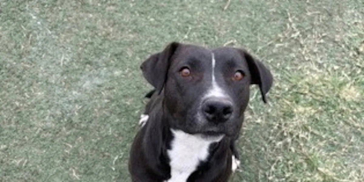 Good Day Good Dog: Consuelo
