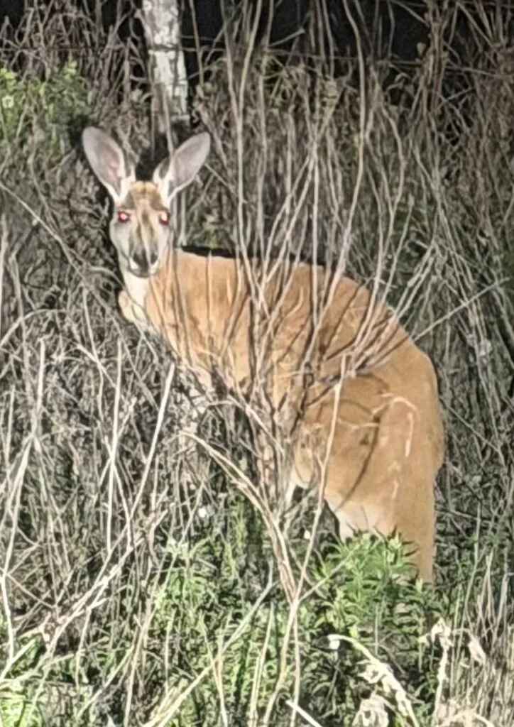 Missing kangaroo spotted on F.M. 1303 northwest of Floresville