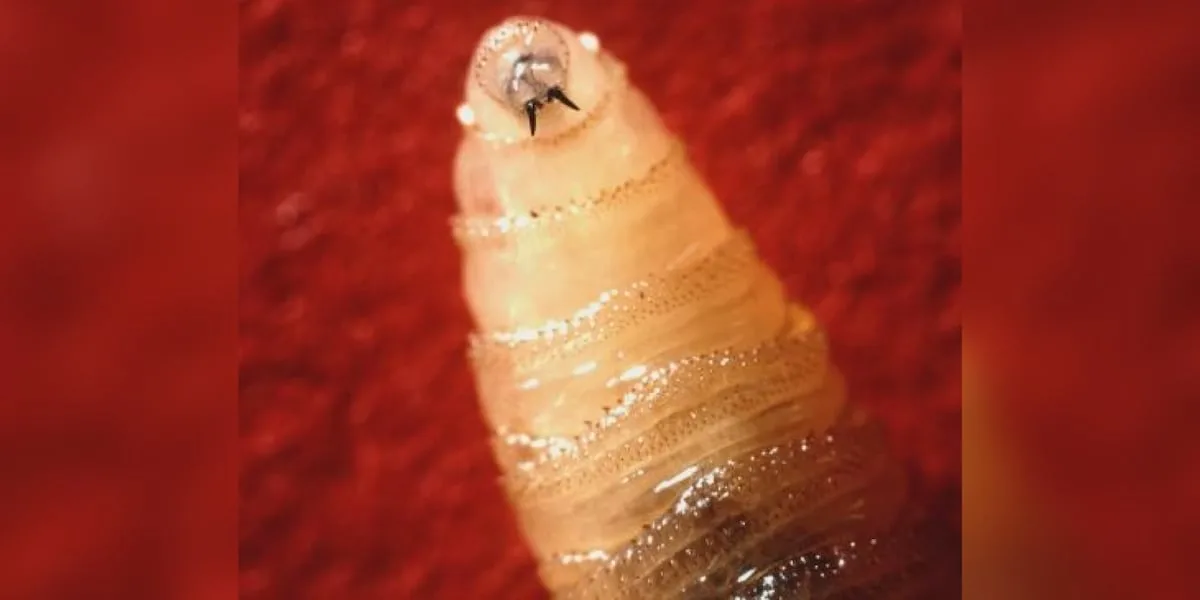 Texas Parks and Wildlife report New World Screwworm detected in hunter-harvested elk