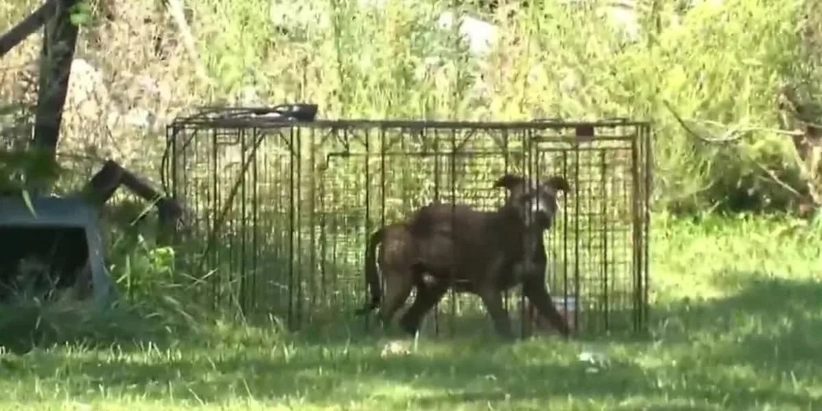 Pack of stray dogs captured after 68-year-old man was mauled to death